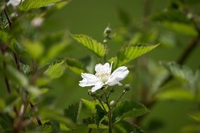 white blackberry blossom