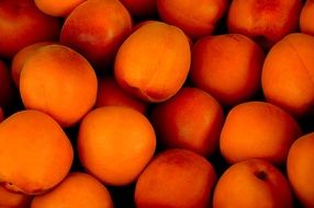 orange color Apricots closeup