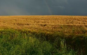 Cornfield Dusk Field