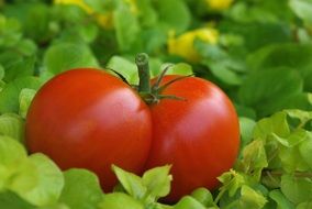 Red tomato on green leaves