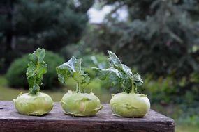 three kohlrabi cabbage