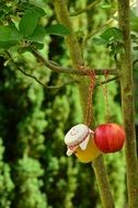 having apple and jam jar