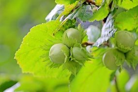 juicy and appetizing Hazelnuts Common