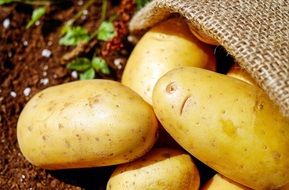 sack with young potato