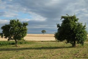 Landscape of the trees and field in the summer