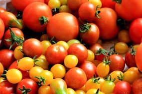 appetizing Tomatoes Harvest