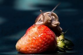 big snail eating strawberry