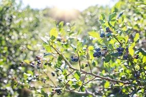 Blueberries are on a bush in nature