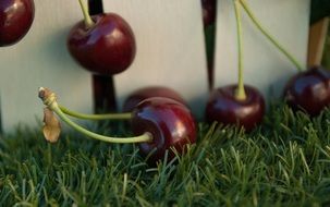 closeup picture of dark red Cherries Fruit on green grass