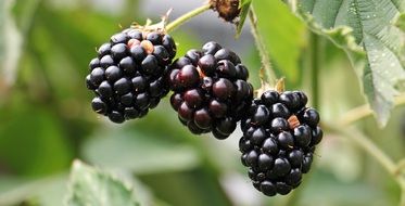 three juicy blackberries on the branch