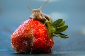 snail on a big strawberry