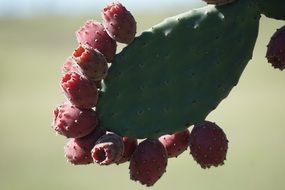 red flowers on a cactus