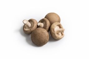 tasty and fresh Mushroom