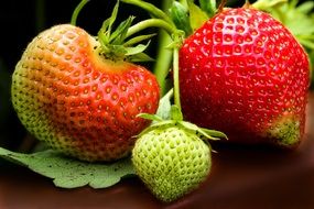 green strawberry fruits