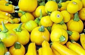 organic dainty Yellow Zucchini Vegetables