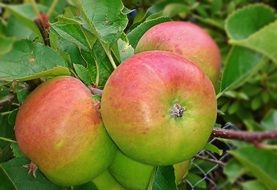 colorful Apples on branch