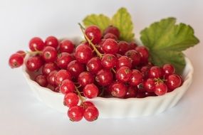 red currants in the plate