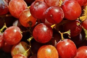 Grapes close up