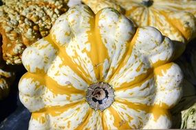 yellow white Pumpkin Gourd Autumn