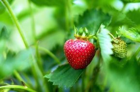 Red and Green Strawberries Fruit