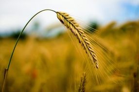 spike of wheat against the background of a yellow field