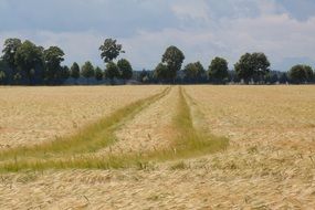 ripe cereal field