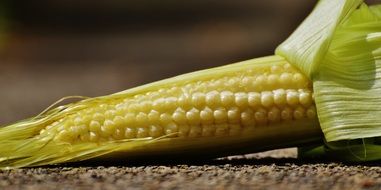 Young plant of corn