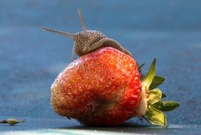 small snail on the strawberry