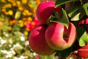 healthy apples grow on the tree