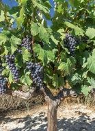 blue grapes in Rioja