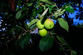 apple tree at night