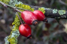 dainty red Rose Hip