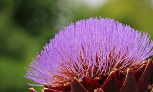 Artichoke Flower
