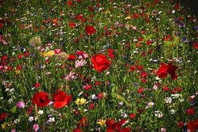 Meadow with Wild Flowers