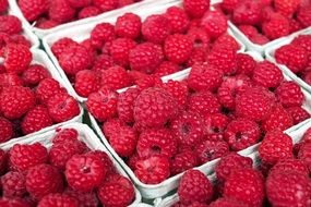 a lot of raspberries are in white boxes