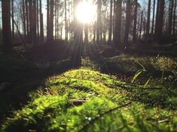 bright sun among the forest