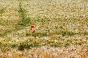 landscape of Barley Field with poppy flower