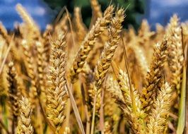 gold Wheat Grain