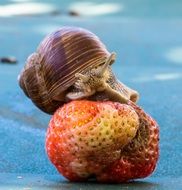 clam sits on a strawberry close-up