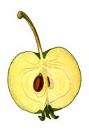 Apple Edible drawing