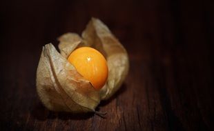 orange physalis on the table