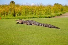 Landscape of Alligator in the wildlife