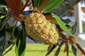 Fruit Magnolia