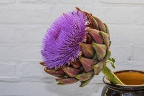 purple artichoke blossom in the vase
