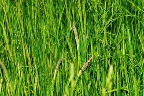 green bright tall grass