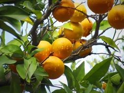 Natural Oranges on a tree