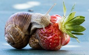 snail eating strawberry