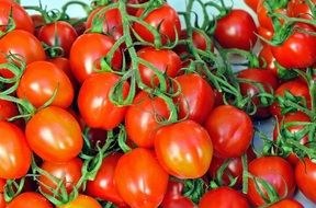 red tomatoes on green branches