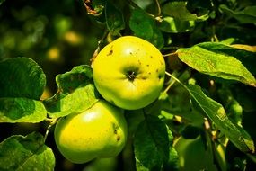 Apple Apple Tree Fruit Tree