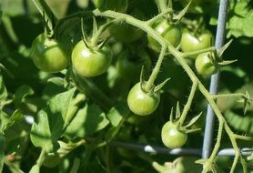 Green unripe tomatoes